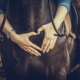 Equine Massage